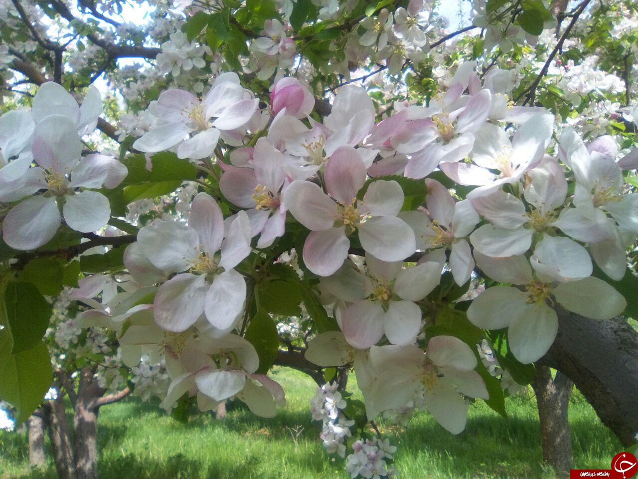 نمایی از شکوفایی درختان در باغ + تصاویر