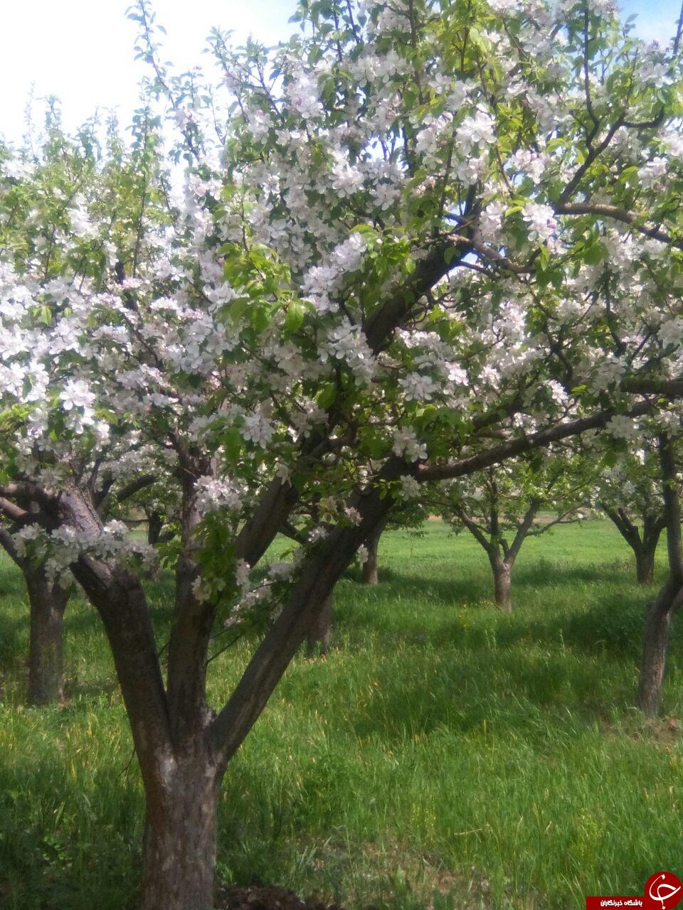 نمایی از شکوفایی درختان در باغ + تصاویر