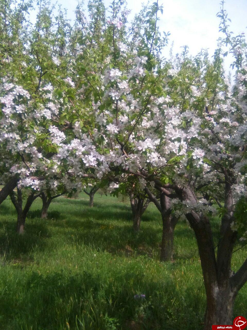 نمایی از شکوفایی درختان در باغ + تصاویر
