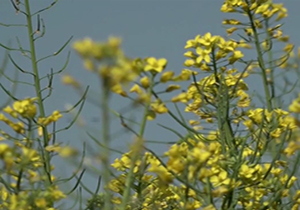 از هنرنمایی نقاش خوزستانی تا کاشت دانه روغنی کلزا+ فیلم