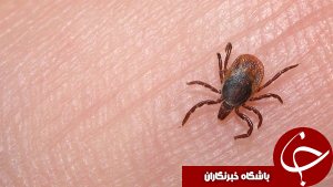 از برکناری یکی از مدیران آذربایجان غربی تا مشاهده نشدن تب کریمه کنگو در استان