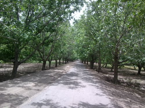 ننیز روستایی زیبا با درختان تنومند گردو