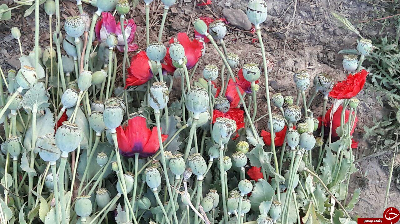 کشف بوته خشخاش در یک باغ در مشهد