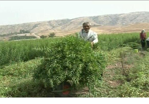 کشت گیاهان دارویی غیر بومی دراستان