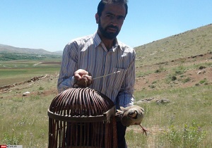 کشف و آزاد سازی پنج قطعه کبک نادر در شهرستان سنقر