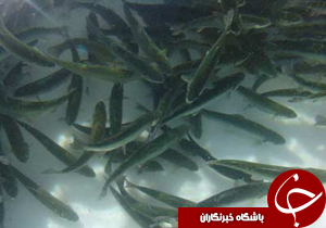 نگاهی گذرا به مهمترین رویدادهای 11 خرداد در مازندران