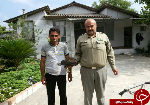 رهاسازی 2 بهله عقاب در طبیعت +تصاویر