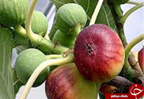بسته خبری پربازدیدترین های استان فارس در یک کلیک