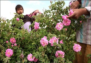 برداشت گل محمدی و گلاب گیری در دیباج دامغان