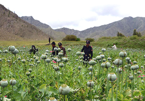 شناسایی دومین باغچه کاشت خشخاش/ هزار بوته خشخاش در روستای تبادکان کشف شد