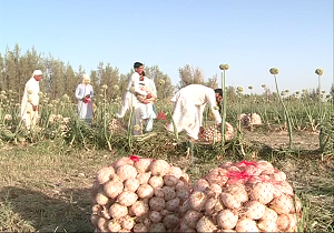 آغاز برداشت پیاز در شمال سیستان و بلوچستان