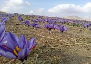 زعفران در مدارس شبانه روزی کردستان کشت می شود