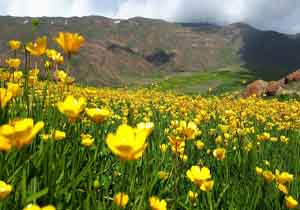 نمایی از دشت پهناور گل‌های لاله در قاب دوربین + فیلم