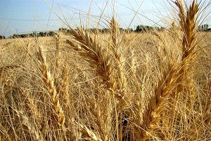 آغاز خرید تضمینی گندم از کشاورزان استان مرکزی
