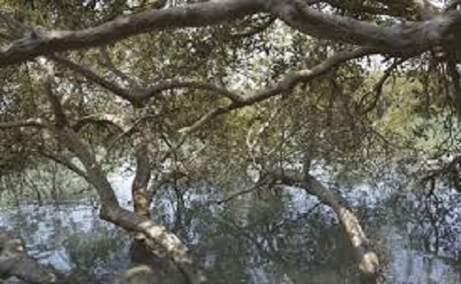 درختان ورزشگاه در حال نابودی + فیلم