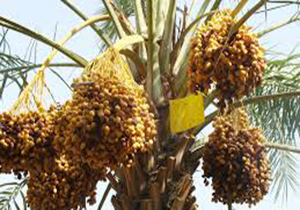 مبارزه غیرشیمیایی با آفت زنجره خرما