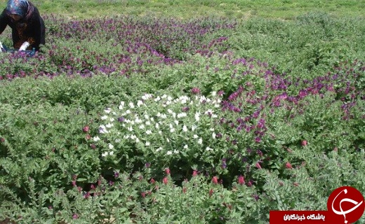 از دستگیری قاتل زن ۴۶ ساله تا احداث باغ موزه گیاهان دارویی معطر