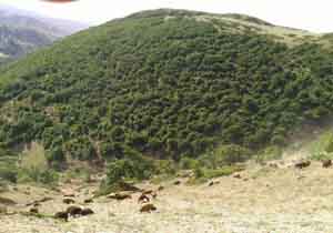 طبیعت زیبای «پشت بسطام» در شاهرود + تصاویر