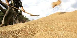 خرید تضمینی گندم به ۲میلیون و ۴۰۰هزارتن رسید