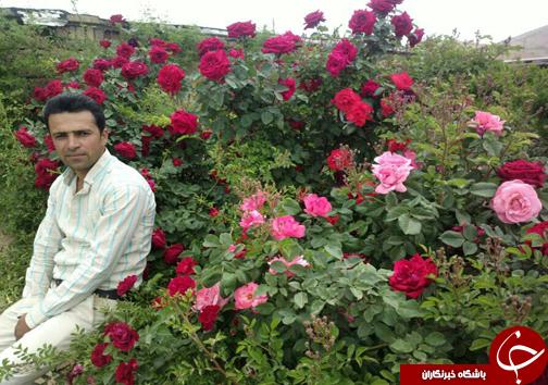 ابتکار جوان فارسی برای کسب روزی حلال/20 نوع گل با 30 پیوند همگی از یک ریشه + تصاویر