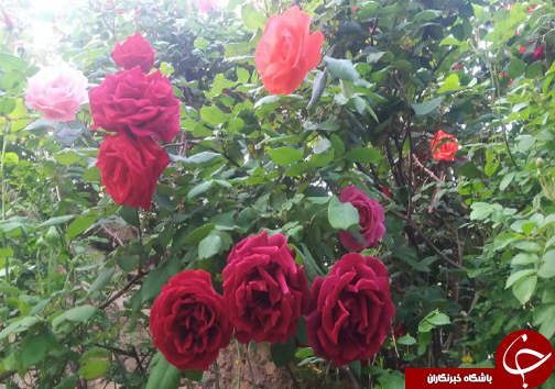ابتکار جوان فارسی برای کسب روزی حلال/20 نوع گل با 30 پیوند همگی از یک ریشه + تصاویر