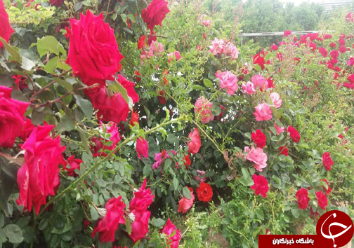 ابتکار جوان فارسی برای کسب روزی حلال/20 نوع گل با 30 پیوند همگی از یک ریشه + تصاویر