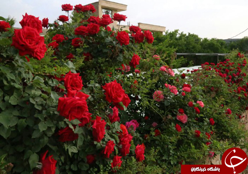 ابتکار جوان فارسی برای کسب روزی حلال/20 نوع گل با 30 پیوند همگی از یک ریشه + تصاویر