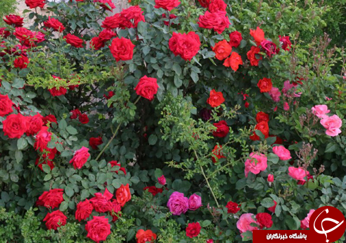 ابتکار جوان فارسی برای کسب روزی حلال/20 نوع گل با 30 پیوند همگی از یک ریشه + تصاویر