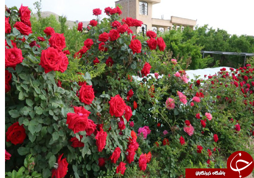 ابتکار جوان فارسی برای کسب روزی حلال/20 نوع گل با 30 پیوند همگی از یک ریشه + تصاویر