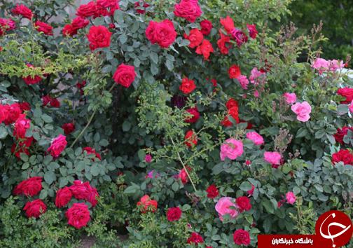 ابتکار جوان فارسی برای کسب روزی حلال/20 نوع گل با 30 پیوند همگی از یک ریشه + تصاویر