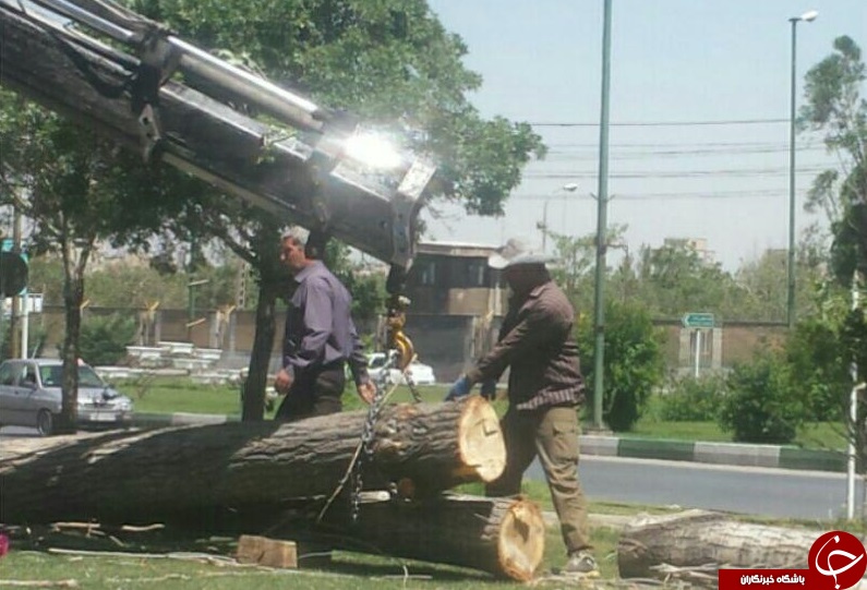 قلع و قمع درختان کهنسال در شهر صنعتی+ تصاویر