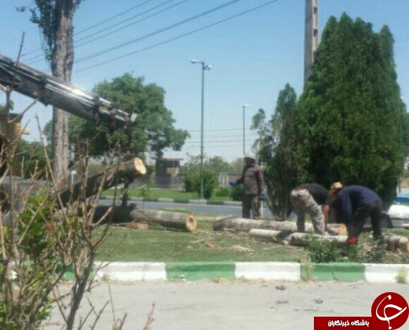 قلع و قمع درختان کهنسال در شهر صنعتی+ تصاویر