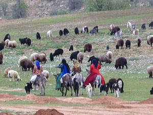 مراتع ییلاقی استان زنجان پذیرایی 28 هزار خانوار دامپرور