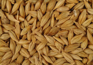 آغاز خرید تضمینی جو در چهارمحال و بختیاری