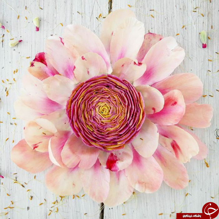 زیباترین کیک هایی که تا به حال دیده اید