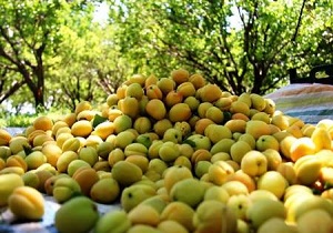 آغاز برداشت زردآلو از باغ های سیستان و بلوچستان
