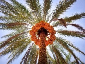 برگزاری کارگاه آموزشی مبارزه با سوسک سرخرطومی