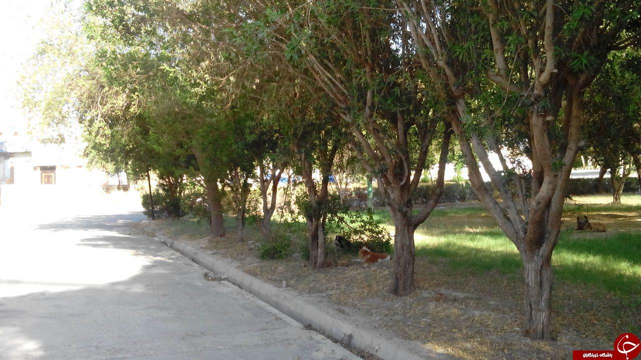 استراحتگاه سگ&zwnj;های ولگرد در مرکز شهرستان شوشتر + تصاویر