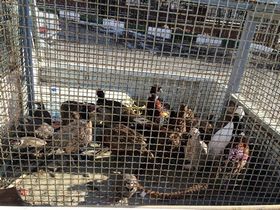 کشف و ضبط 41 قطعه پرندگان وحشی از مسافر یک دستگاه اتوبوس در نهبندان
