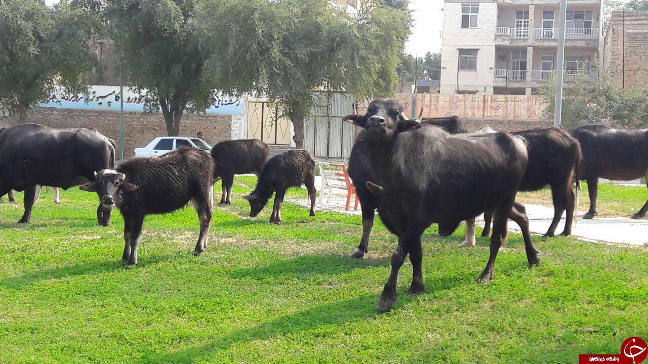 تردد حیوانات در پارک شهر + تصاویر