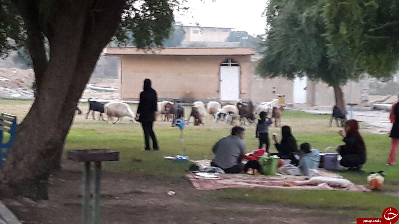 تردد حیوانات در پارک شهر + تصاویر