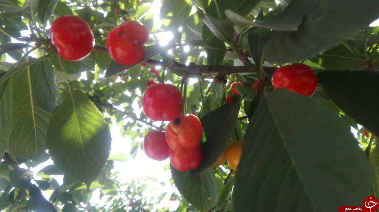 نمایی دیدنی از درختان آلبالو + تصاویر
