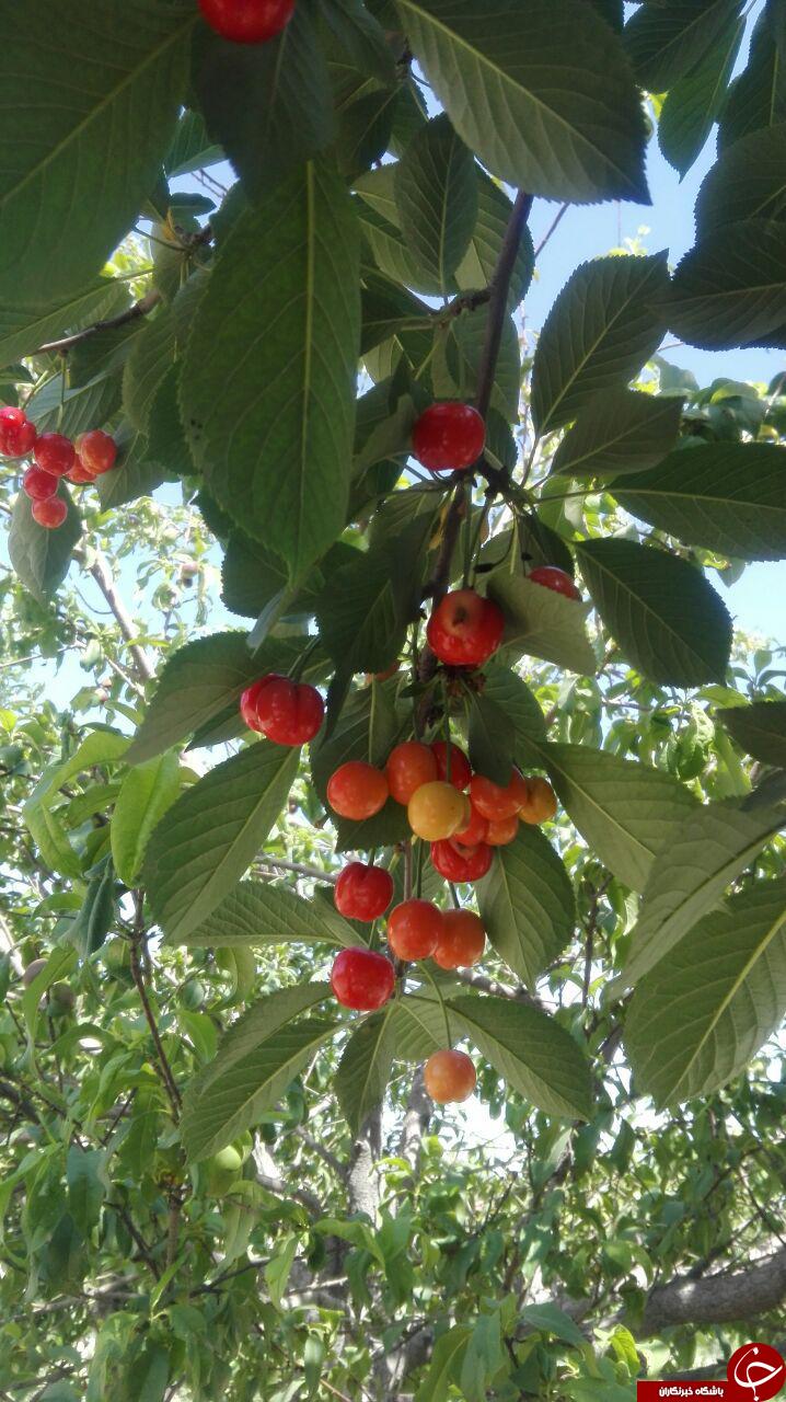 نمایی دیدنی از درختان آلبالو + تصاویر