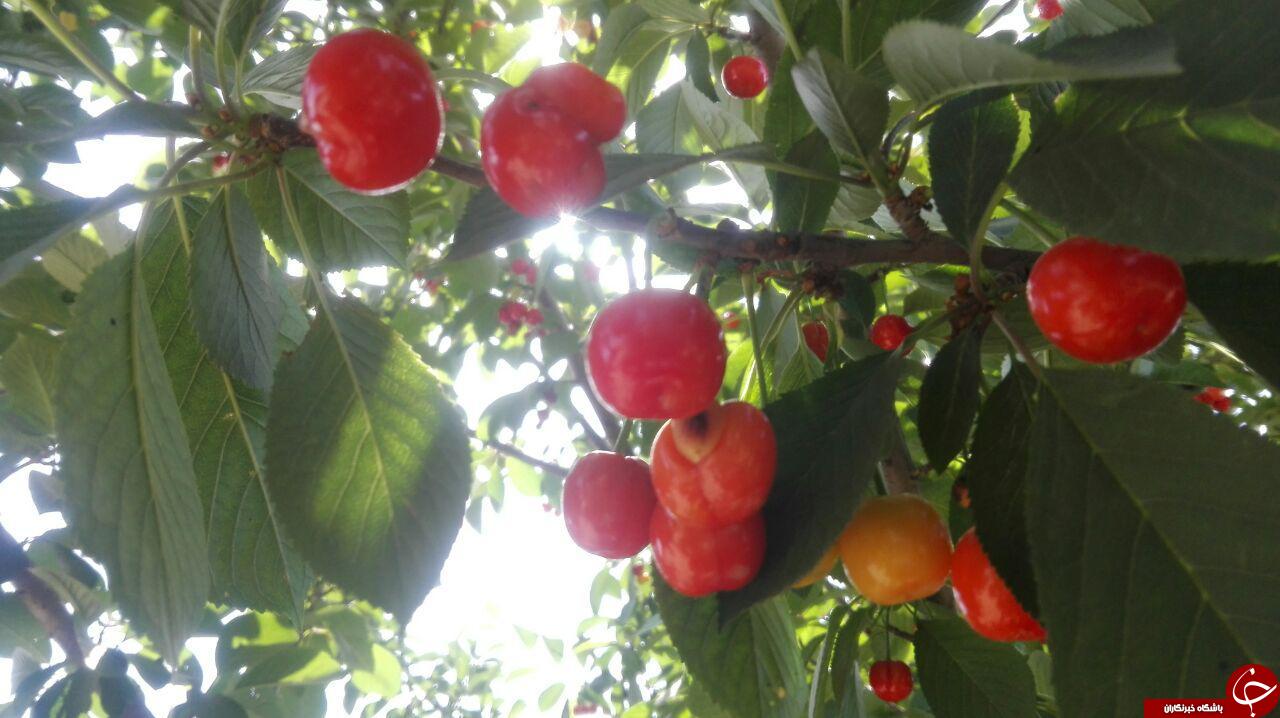 نمایی دیدنی از درختان آلبالو + تصاویر