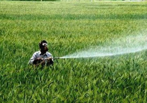 مبارزه با آفت سن غلات در استان اصفهان موفقیت آمیز ارزیابی شد