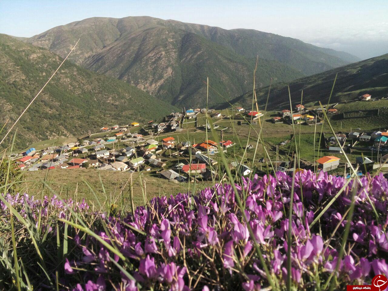 منطقه گردشگری در دل جنگل + تصاویر