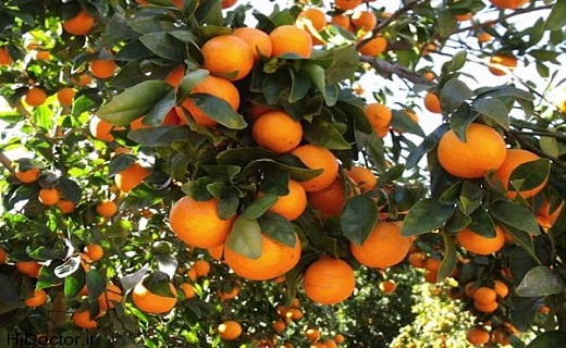 نگاهی به پر بیننده ترین اخبار روز گذشته در سمنان