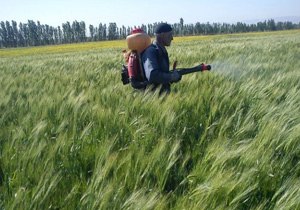 مبارزه با سن گندم درمزارع گندم آذربایجانغربی
