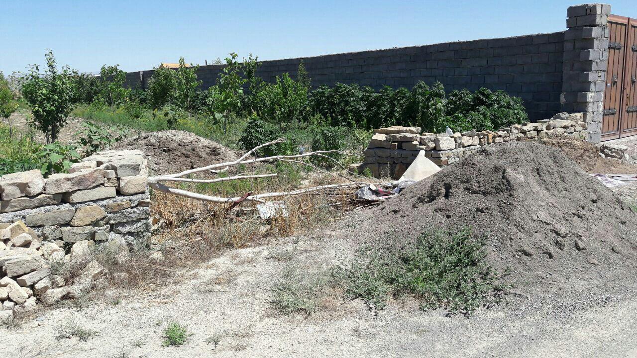 کشف سومین باغچه بوته خشخاش و گراس در مشهد