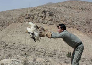 رها سازی یک بهله پرنده شکاری در میاندوآب